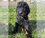 Small #3 Goldendoodle