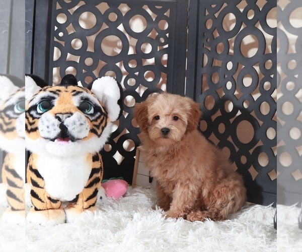Medium Photo #5 Maltipoo (Miniature) Puppy For Sale in MOUNT VERNON, OH, USA