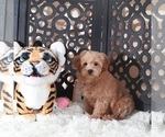 Small #4 Maltipoo (Miniature)