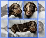 Puppy Oak Goldendoodle