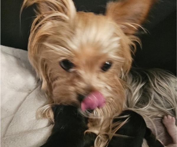 Medium Photo #1 Yorkshire Terrier Puppy For Sale in SALEM, OR, USA