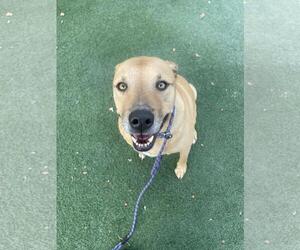 Tommy - Male Labrador Retriever-Unknown Mix Dog for Adoption - Photo #7