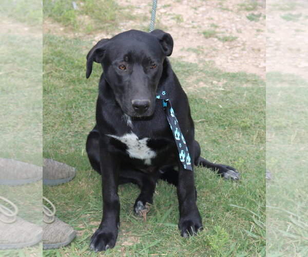 Medium Photo #2 Labrador Retriever Puppy For Sale in Bandera, TX, USA