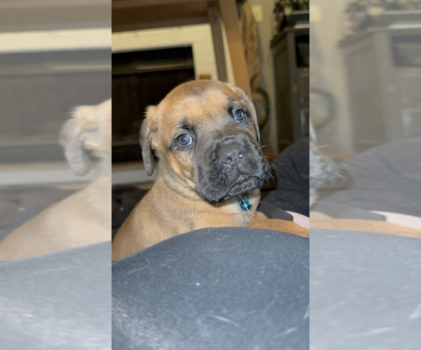Medium Photo #1 Anatolian Mastiff-Cane Corso Mix Puppy For Sale in VANCOUVER, WA, USA