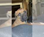 Puppy Grogu Anatolian Mastiff-Cane Corso Mix