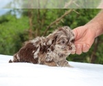 Small #4 ShihPoo
