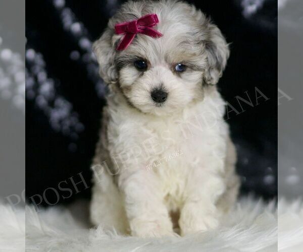 Medium Photo #115 Maltipoo Puppy For Sale in WARSAW, IN, USA