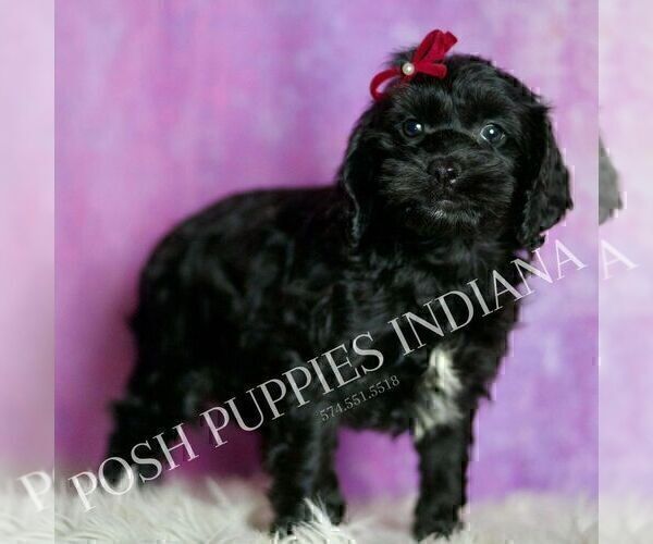 Medium Photo #3 Cavapoo (Miniature) Puppy For Sale in WARSAW, IN, USA
