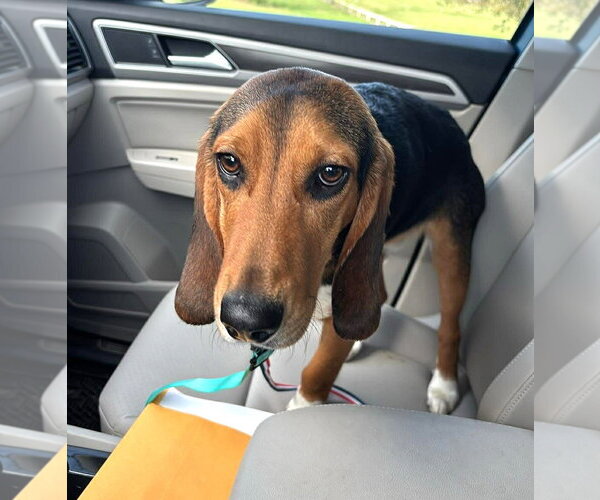 Medium Photo #2 Beagle Puppy For Sale in Dunnellon, FL, USA