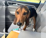 Small #1 Beagle