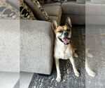 Small #2 Boxer Mix
