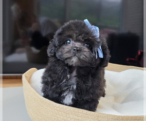 Poodle (Toy) Puppy for sale in Uijeongbu-si, Gyeonggi-do, Korea, South