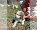 Small Photo #9 Great Pyrenees Puppy For Sale in RUTHERFORDTON, NC, USA