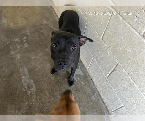 Medium Photo #1 American Pit Bull Terrier Puppy For Sale in Ocala, FL, USA