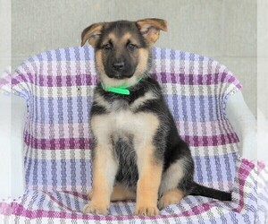 German Shepherd Dog Puppy for sale in FREDERICKSBG, OH, USA