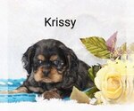 Puppy Krissy Great Dane