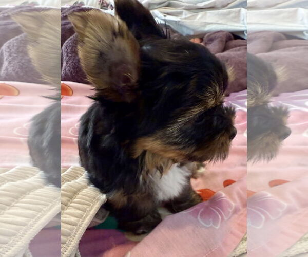 Medium Photo #4 Mutt Puppy For Sale in Boca Raton, FL, USA
