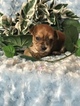 Small Photo #10 Yorkshire Terrier Puppy For Sale in KYLE, TX, USA