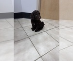 Puppy Dallas Goldendoodle