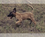 Small Photo #4 Belgian Malinois Puppy For Sale in CONYERS, GA, USA