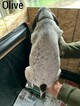 Small Photo #2 German Shorthaired Pointer Puppy For Sale in BROOKS, OR, USA