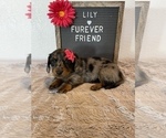 Image preview for Ad Listing. Nickname: Lily