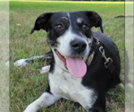 Small #2 Labrador Retriever Mix