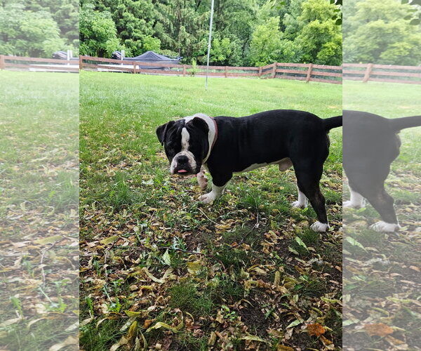Medium Photo #5 Bulldog Puppy For Sale in St. Louis Park, MN, USA