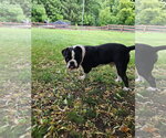 Small #4 Bulldog