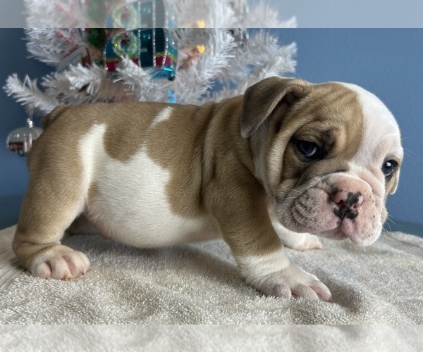 Medium Photo #7 Bulldog Puppy For Sale in THONOTOSASSA, FL, USA