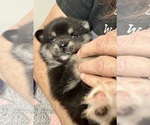 Small #8 Pomsky-Shiba Inu Mix