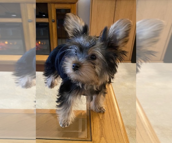 Medium Photo #1 Yorkshire Terrier Puppy For Sale in OAK LAWN, IL, USA
