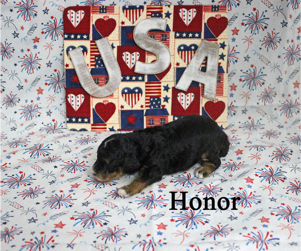 Medium Photo #2 Poodle (Toy) Puppy For Sale in CHANUTE, KS, USA