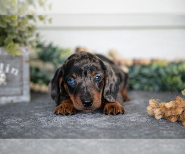 Medium Photo #3 Dachshund Puppy For Sale in BREMEN, IN, USA