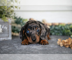 Small #1 Dachshund