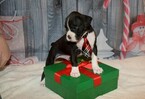 Small Photo #19 Boxer Puppy For Sale in CHILHOWEE, MO, USA