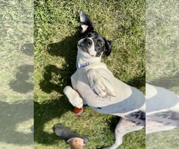 Medium Photo #7 American Pit Bull Terrier-Pointer Mix Puppy For Sale in Clinton , MI, USA