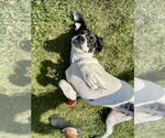 Small #6 American Pit Bull Terrier-Pointer Mix