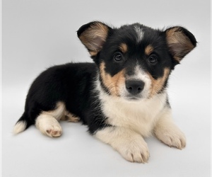 American Corgi Puppy for sale in FAIRBANK, IA, USA
