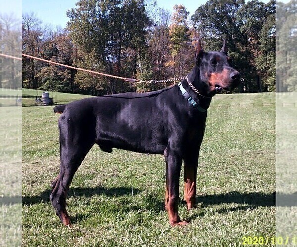 Medium Photo #2 Doberman Pinscher Puppy For Sale in BOUCKVILLE, NY, USA
