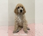 Puppy Nicki Poodle (Standard)