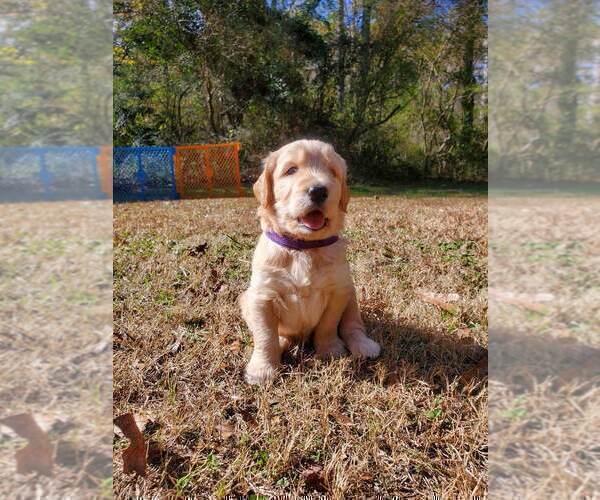 Medium Photo #5 Goldendoodle Puppy For Sale in WINDER, GA, USA