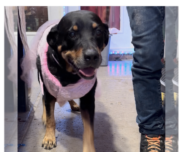Medium Photo #9 Rottweiler Puppy For Sale in Gilbert, AZ, USA