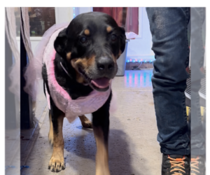 Oakley - Female Rottweiler Dog for Adoption - Photo #9
