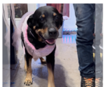 Small Photo #9 Rottweiler Puppy For Sale in Gilbert, AZ, USA