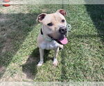 Small #1 American Pit Bull Terrier Mix
