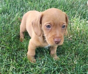 Dachshund Puppy for sale in NOVI, MI, USA