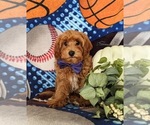 Small Photo #5 Cavapoo Puppy For Sale in STEVENS, PA, USA