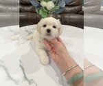 Small #5 Maltipoo