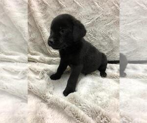 Labrador Retriever Puppy for sale in DICKSON, TN, USA